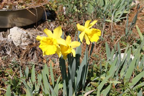 Daffodils: A Reminder of Spring | Gardening in the Panhandle