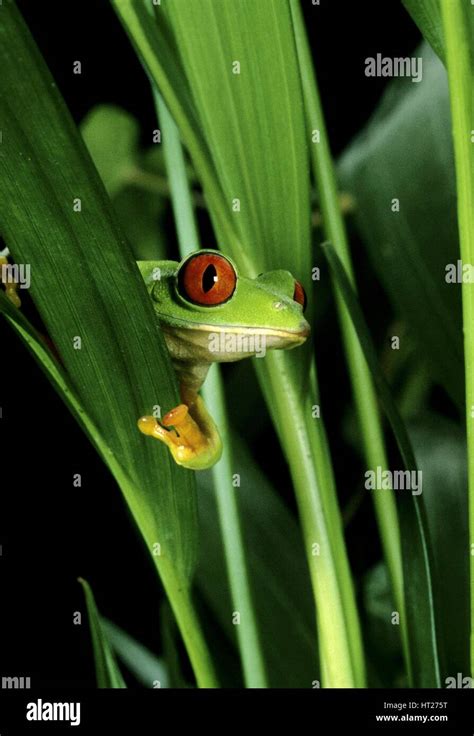Image result for New Line JavaScript