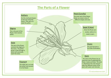 Wind Pollinated Flowers Adaptations at Josephine Parks blog