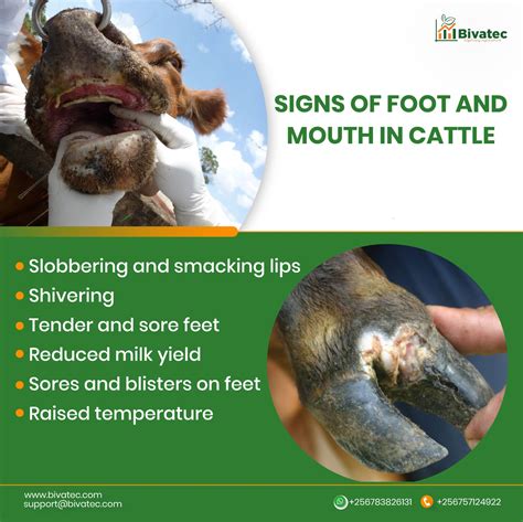 Foot and Mouth Disease in Livestock: What You Need to Know