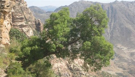 Qohaito, Debub Region - Tripadvisor