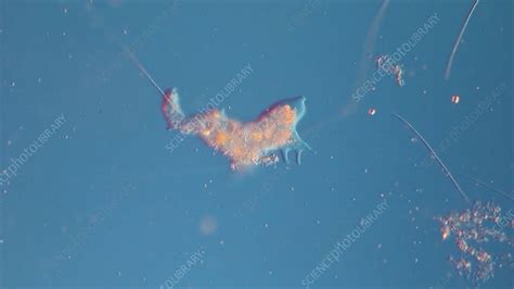 Image result for Amoeba Microscopy