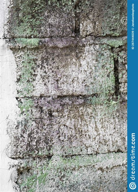 Trending Black Mold On Concrete Floor That Inspire