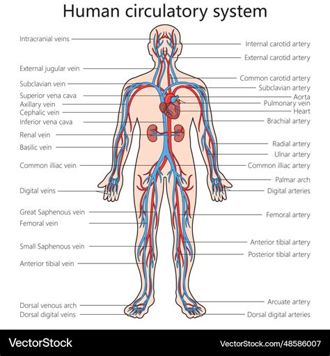 Human Circulatory System Diagram 的图像结果