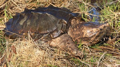Image result for Eating Snapping Turtles