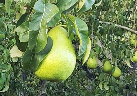 D’Anjou pears – Whitestone Mountain Orchard