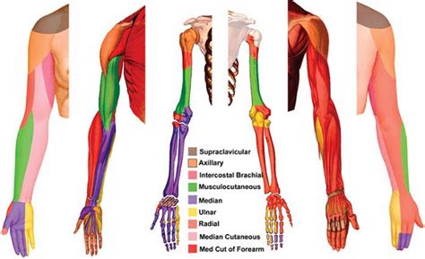 Image result for Different Types of Splints