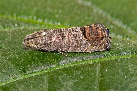 Image result for Codling Moth Control