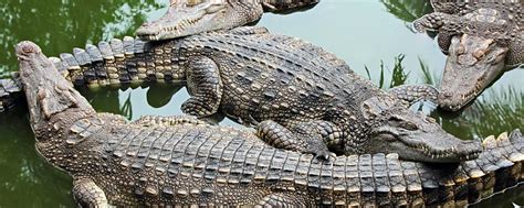 張國榮Leslie Cheung / 鳄鱼泪56 Crocodil