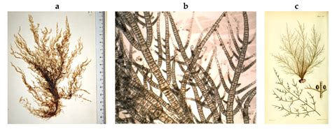 Illustrated Guide to the Main Macroalgae of the Portuguese Continental ...