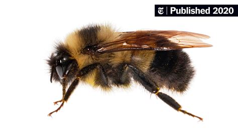 How You Can Help Count and Conserve Native Bees - The New York Times