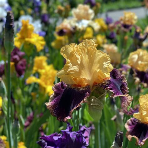 Bearded Irises in Bloom | New York Botanical Garden