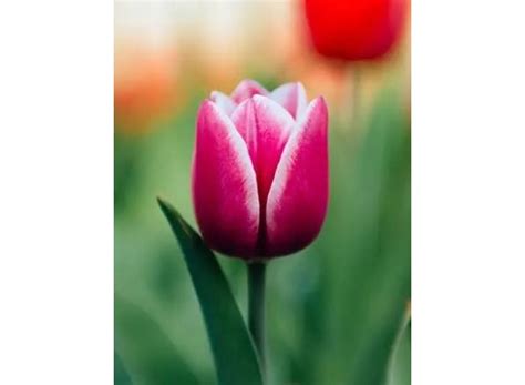 Linda Lee "Nix" Teague Obituary (2025) - Mars Hill, NC - Blue Ridge ...