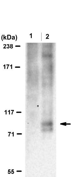 Anti-Phospho-RXRα/RXRA (Ser56) | ABE2984-25UG