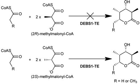 The Stereochemistry of Complex Polyketide Biosynthesis by Modular ...