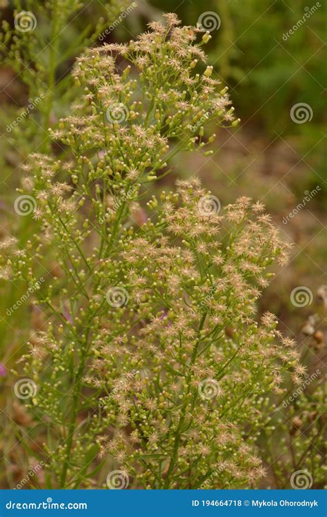 Canadian Horseweed Conyza Canadensis Stock Photo - Image of koniza, garden: 194664718