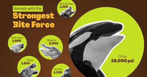 Strongest Bite Force Ever