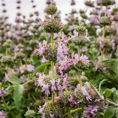 Salvia leucophylla 'Point Sal Spreader' - Point Sal Purple Sage | Western Star Nurseries