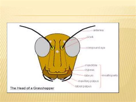 Insect Mouthparts Icon