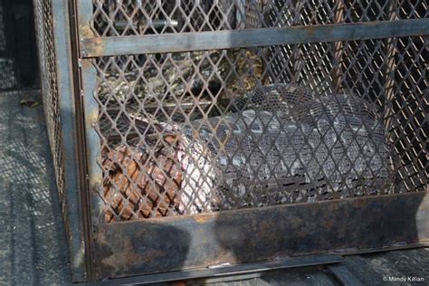 Image result for Goat vs Python