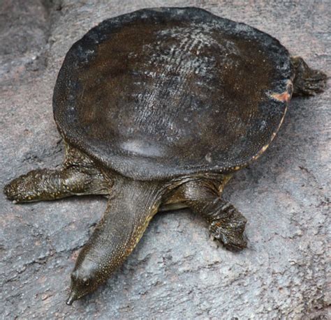 Image result for Turtle Color