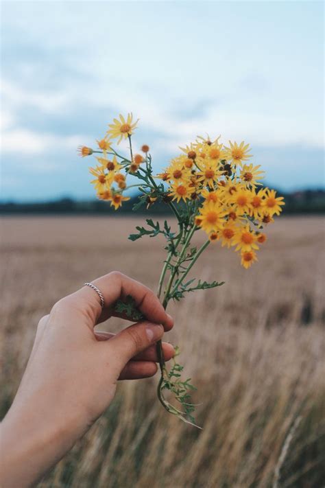 aesthetic photography hand holding flower