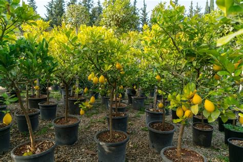 Image result for Full-Grown Lemon Tree