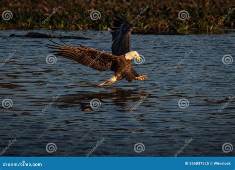 View of a Beautiful Bald Eagle Catching Fish from a Lake during Sunrise ...