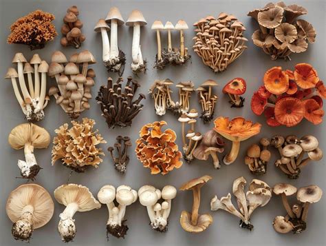 B+ Mushroom Strains - Liberty Caps, Wavy Caps And More - Mushroom Pro