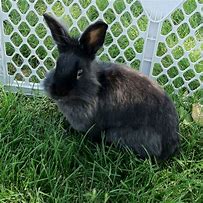 Image result for Bunny On a Cross