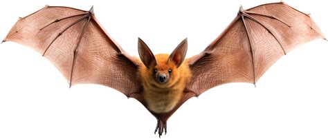 Image result for Bat Python Turtle