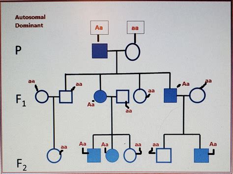 Autosomal Recessive Pedigree Chart