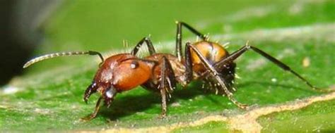 蚂蚁的样子简单介绍（昆虫中的大力士——蚂蚁） | 说明书网