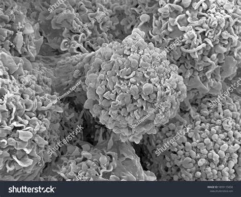 Scanning Electron Microscope Cell 的图像结果