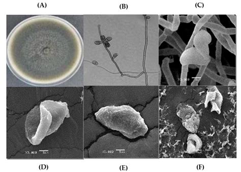 Plant Extracts from the Yucatan Peninsula in the In Vitro Control of ...
