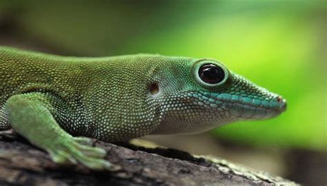 Gecko's owe their sticky feet to microscopic hair! | Environment News ...