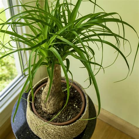 Ponytail Palm care - How to Grow Beaucarnea Recurvata