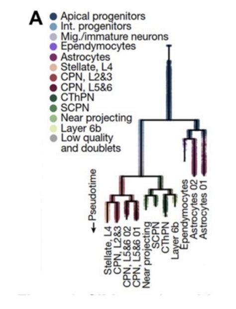 Spatial Transcriptome Mouse Brain Development 的图像结果