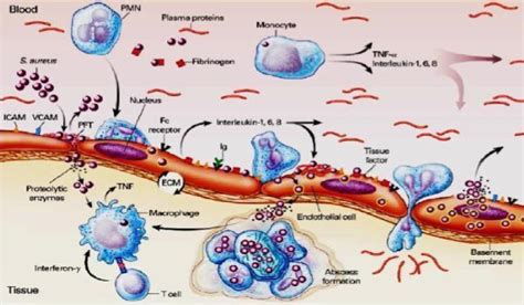 Image result for Staphylococcus Aureus Pathogenicity