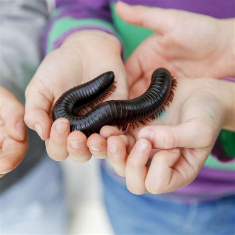 What Do Millipedes Eat : What It Means If You Find Millipedes Or ...