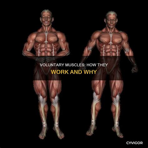 Voluntary Muscles: How They Work And Why | CyVigor