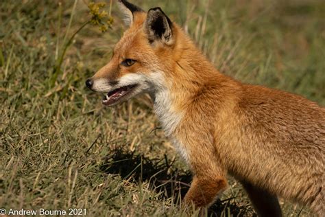 Fox Drawing for Kids 的图像结果