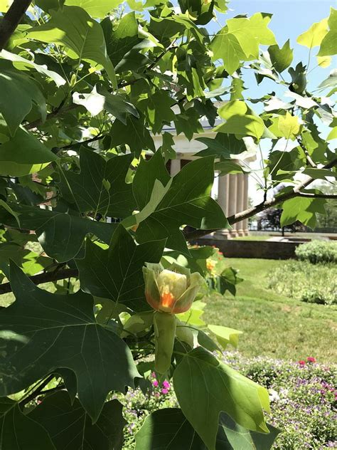 Liriodendron tulipifera - Tulip Poplar, Jefferson's name: Poplar ...