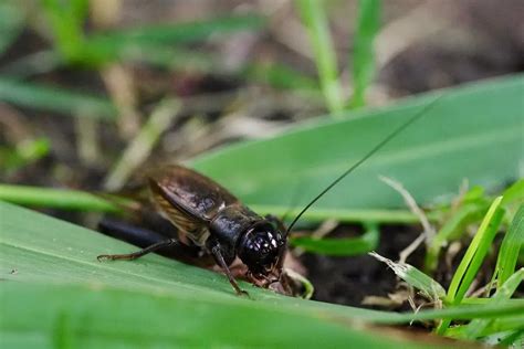 Mormon Crickets 的图像结果