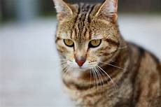 malvorlage gestreifte katze gestreifte katzen bilder 187 bilddatenbank 187 stockfotos malvorlage gestreifte katze gestreifte katzen bilder 187 bilddatenbank 187 stockfotos