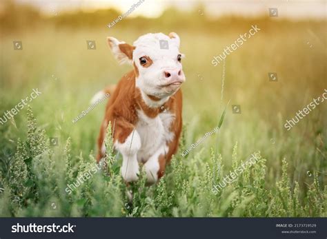 6 Mini Hereford Images, Stock Photos & Vectors | Shutterstock