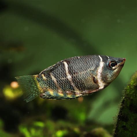 Types of Gourami - Planted Tank Mates