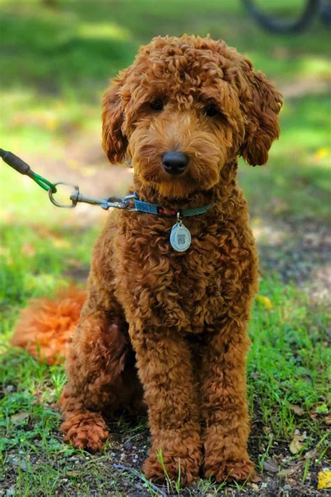 Standard, Toy & Mini: Goldendoodle Difference - Premier Pups