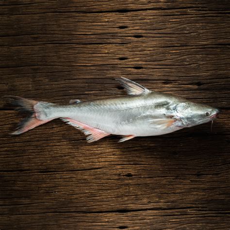 Indian Basa fillet(500 gm) – Bombay Fish Co.
