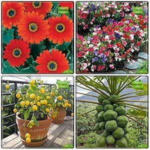 Creative Farmer Fruit Seeds Combo Fruit : Lemon Fruit, Papaya, Acrotis ...